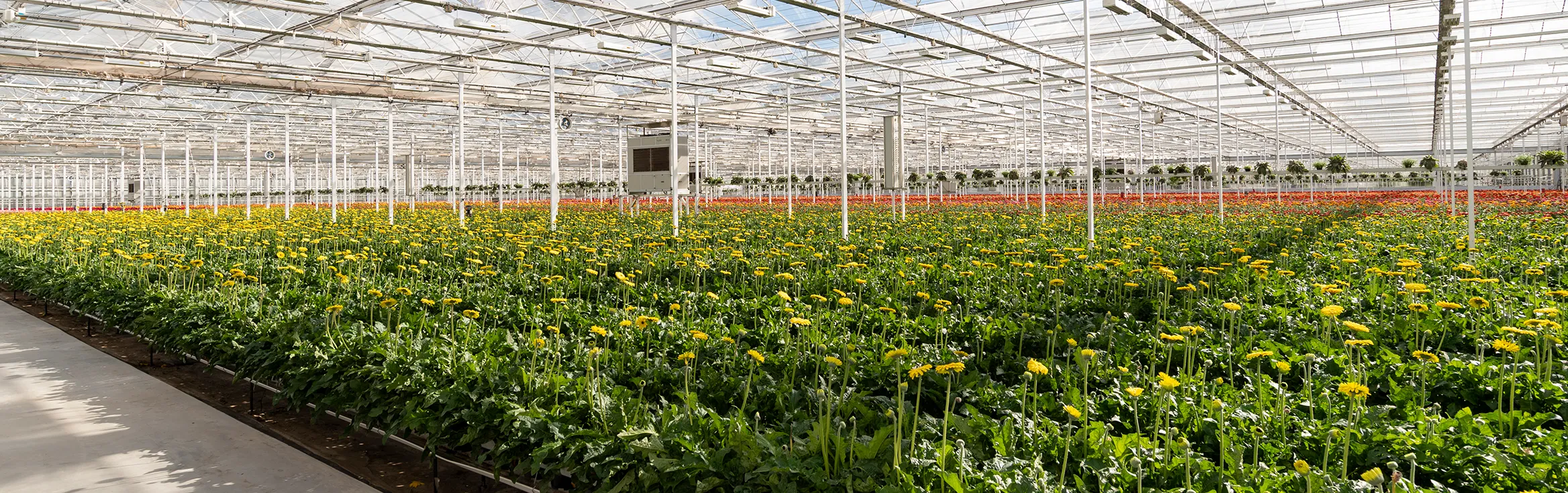 10 header Kwekerij de Zuidplas