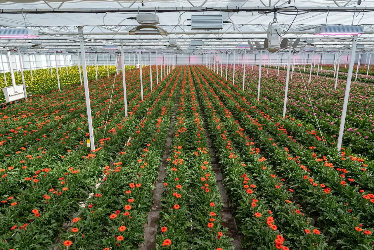 Bodemstructuur kas Kwekerij de Zuidplas
