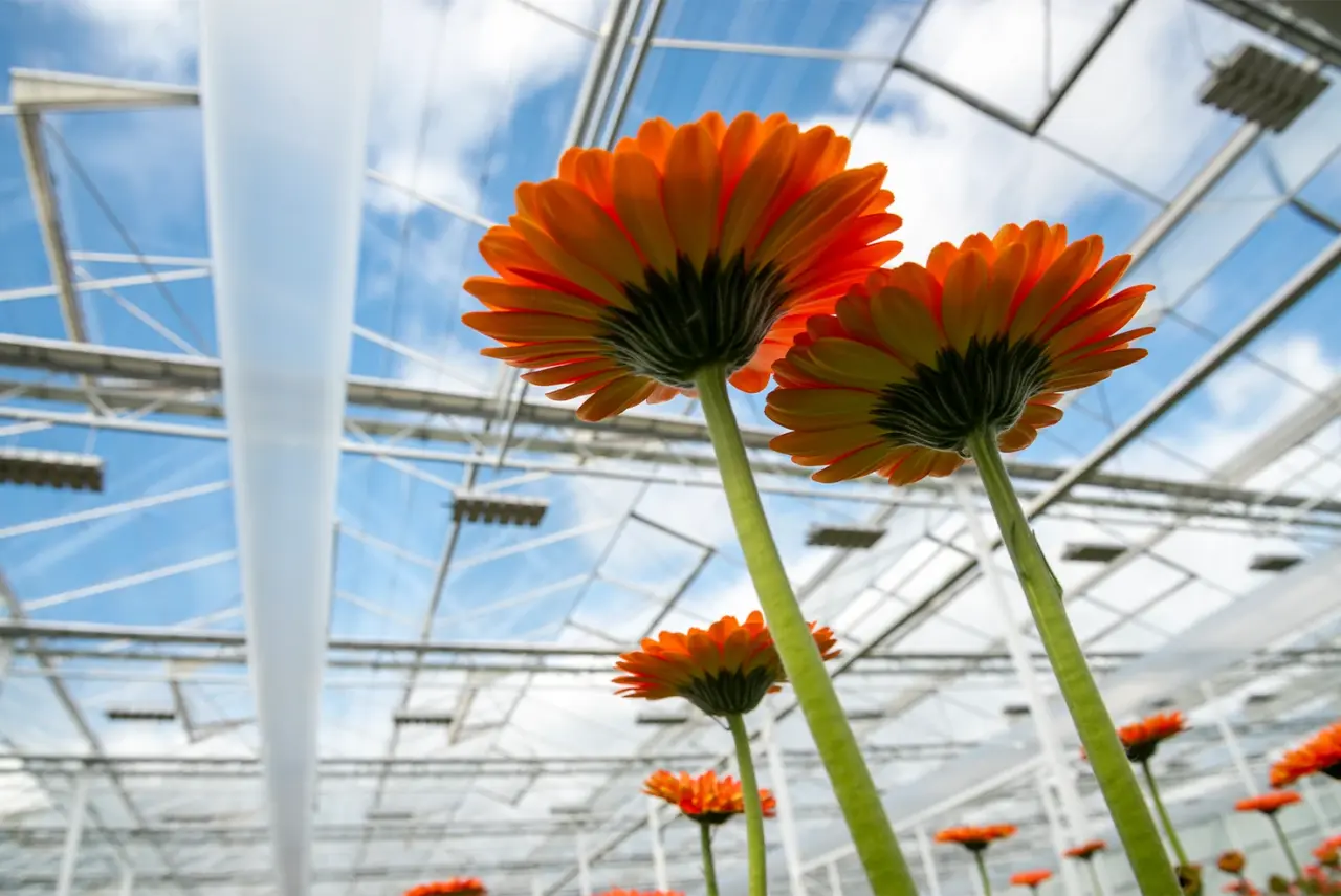 Gerbera kas dak Kwekerij de Zuidplas