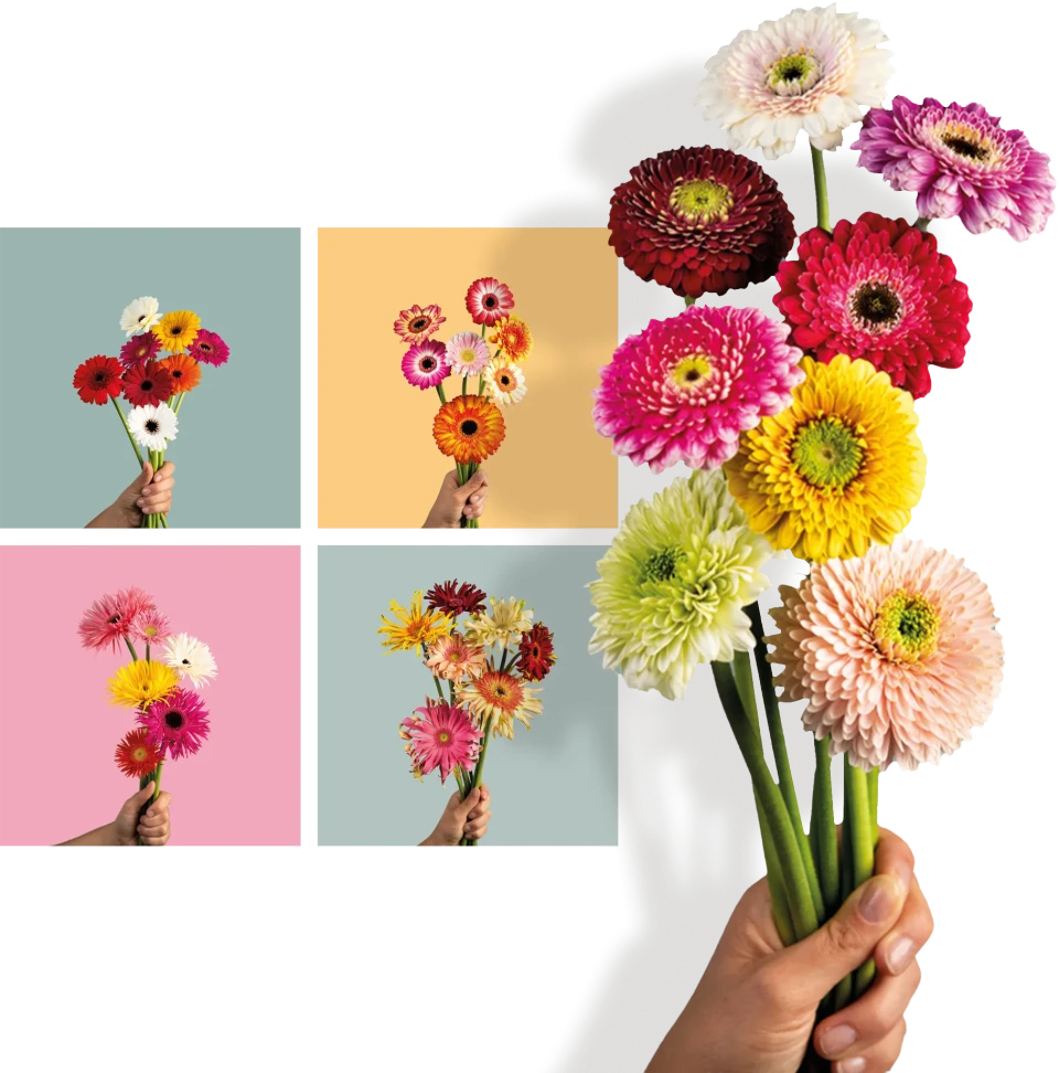 Gerbera lengtes 2 Kwekerij de Zuidplas