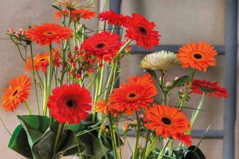 Losse gerberas Kwekerij de Zuidplas