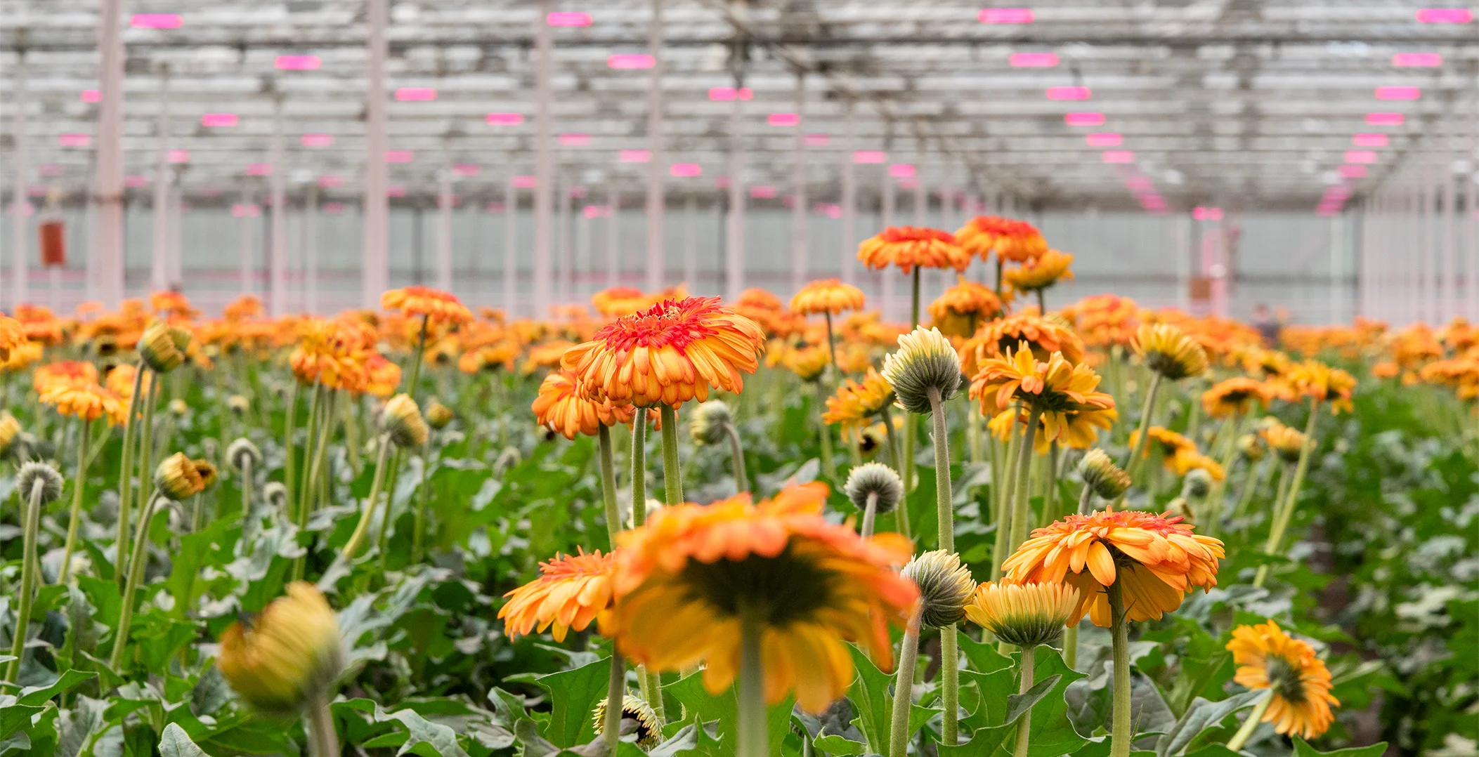 Scrollfoto gerbera