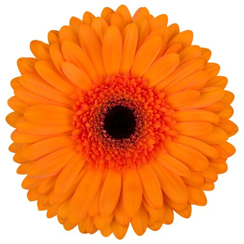 Tutti Frutti 1