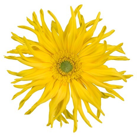 Zafferano